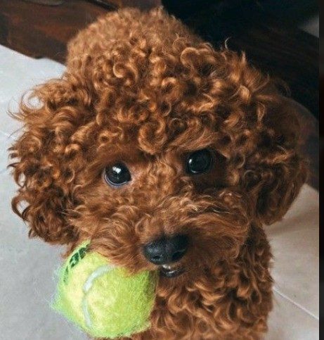 Barboncino Toy rosso con una pallina da tennis in bocca